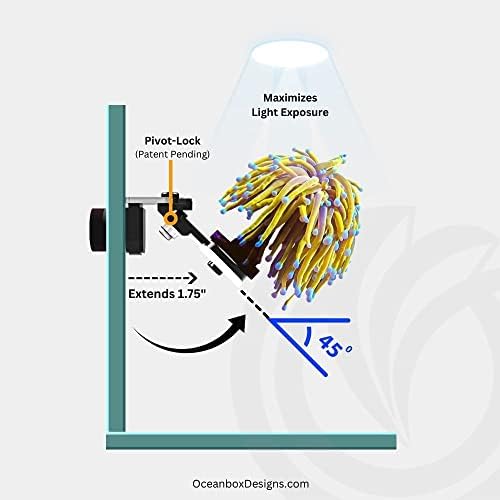 עיצובים של אושןבוקס קוראלון פוב 45 זווית מודולרית מגנטית סולו מתלה, מתלה יחיד, ללא חלודה שונית
