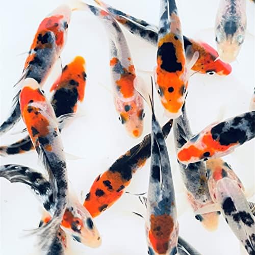 טולדו דג זהב תלת צבעוני קוי עבור בריכות, אקווריומים או טנקים-ארצות הברית נולד וגדל-ערבות הגעה חיה